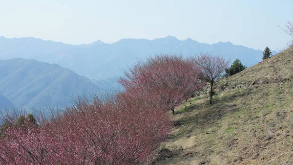 Hermosa Vista Las Montañas Con Las Flores Rosadas Floreciendo Ladera —  Fotos de Stock