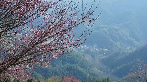 Gyönyörű Hegyek Kilátás Rózsaszín Virágok Virágzik Lejtőn Hegy Tavasszal — Stock Fotó