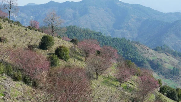 Bela Vista Montanhas Com Flores Cor Rosa Florescendo Encosta Colina — Fotografia de Stock