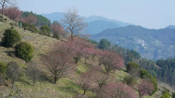 美丽的群山映衬着春天的山坡上绽放着粉红色的花朵 — 图库照片