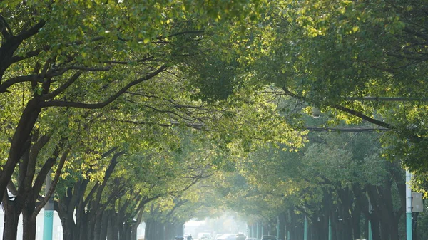 城市道路两旁的绿树隧道 — 图库照片