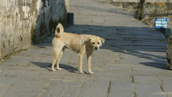 Perro Adorable Jugando Patio Libremente —  Fotos de Stock