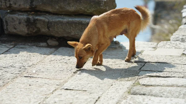 Cane Adorabile Che Gioca Liberamente Nel Villaggio — Foto Stock