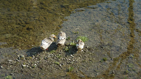 Die Drei Enten Ruhen Sich Fluss Mit Dem Warmen Sonnenlicht — Stockfoto