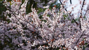 Baharda bahçede açan güzel çiçekler ılık güneş ışığıyla