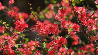 Baharda bahçede açan güzel çiçekler ılık güneş ışığıyla