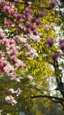 Baharda bahçede açan güzel çiçekler ılık güneş ışığıyla