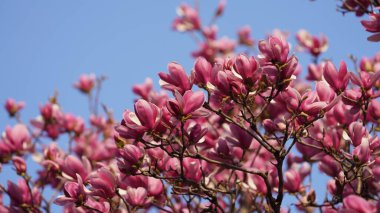 Baharda bahçede açan güzel çiçekler ılık güneş ışığıyla