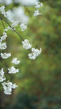 Bahçede açan güzel çiçekler Yağmurlu bir günde yağmur damlacıkları