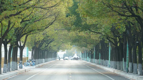 Baharda Şehrin Yolundaki Yeşil Ağaç Tüneli — Stok fotoğraf