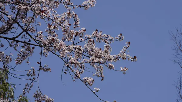 Bellissimi Fiori Che Fioriscono Giardino Primavera Con Calda Luce Del — Foto Stock