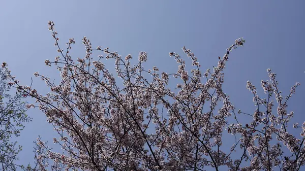 Baharda bahçede açan güzel çiçekler ılık güneş ışığıyla