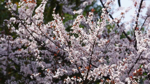 春には暖かい陽射しで庭に咲く美しい花々 — ストック写真