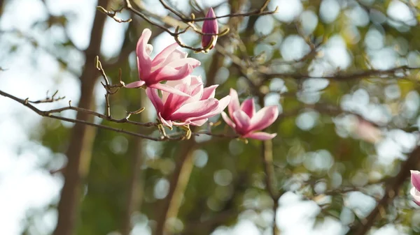 Les Belles Fleurs Fleurissent Dans Jardin Printemps Avec Lumière Soleil — Photo