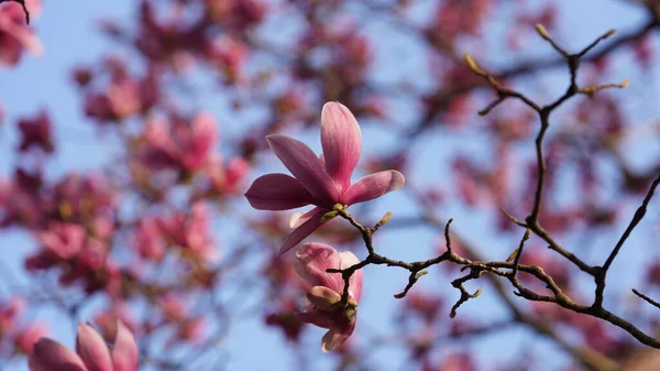 Piękne Kwiaty Kwitnące Ogrodzie Wiosną Ciepłym Słońcem — Zdjęcie stockowe