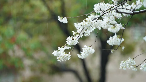 Bahçede Açan Güzel Çiçekler Yağmurlu Bir Günde Yağmur Damlacıkları — Stok fotoğraf