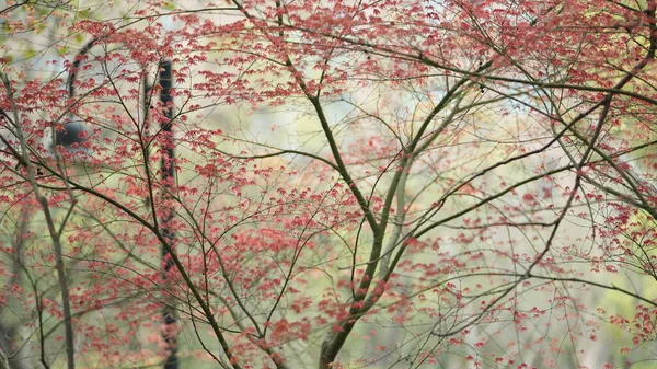 Die Frischen Neuen Blätter Voller Ahornbäume Frühling — Stockfoto