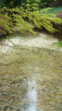 İlkbaharda akçaağaçlarla dolu taze yapraklar.