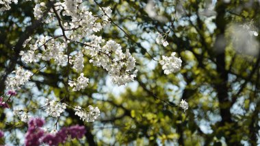 Baharda bahçede açan güzel çiçekler ılık güneş ışığıyla