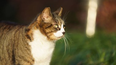 Bahçede dinlenen sevimli bir kedi.