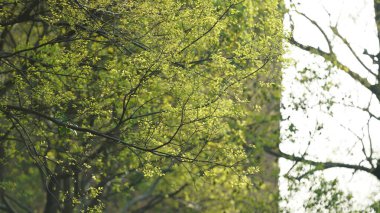 İlkbaharda ağaçlarla dolu taze yapraklar