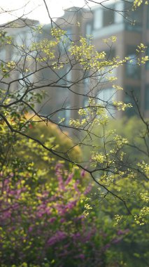 İlkbaharda akçaağaçlarla dolu taze yapraklar.