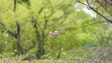 Baharda bahçede açan güzel çiçekler ılık güneş ışığıyla