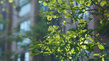 İlkbaharda ağaçlarla dolu taze yapraklar