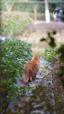 Bahçede dinlenen sevimli bir kedi.