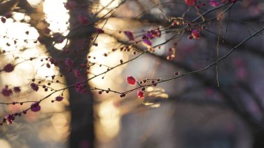 Baharda bahçede açan güzel çiçekler ılık güneş ışığıyla