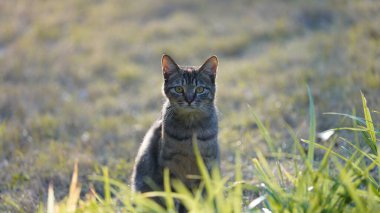 Bahçede dinlenen sevimli bir kedi.