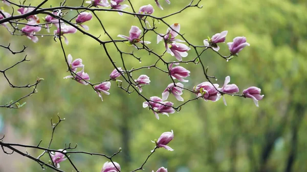 Piękne Kwiaty Kwitnące Ogrodzie Deszczowymi Kropelkami Deszczowe Dni — Zdjęcie stockowe