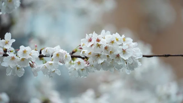 Die Schönen Blumen Die Garten Blühen Mit Den Regentropfen Regnerischen — Stockfoto