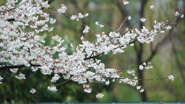 Krásné Květiny Kvetoucí Zahradě Kapkami Deště Deštivém Dni — Stock fotografie