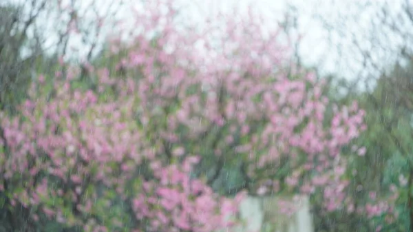 Vackra Blommor Blommar Trädgården Med Regniga Droppar Den Regniga Dagen — Stockfoto