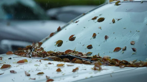 Vista Chuvosa Com Folhas Outono Caídas Carro Inverno — Fotografia de Stock
