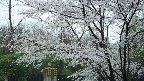 Prachtige Bloemen Bloeien Tuin Het Voorjaar Met Het Warme Zonlicht — Stockfoto