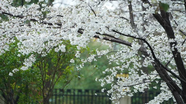 Flores Bonitas Que Florescem Jardim Primavera Com Luz Solar Morna — Fotografia de Stock