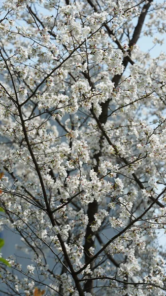 Piękne Kwiaty Kwitnące Ogrodzie Wiosną Ciepłym Słońcem — Zdjęcie stockowe