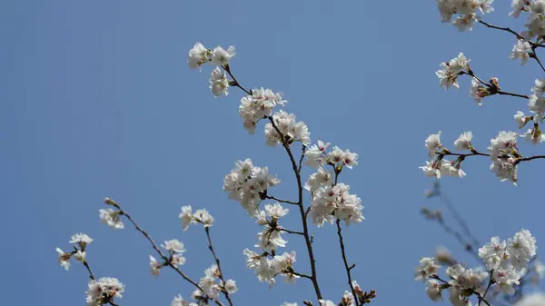 stock image The beautiful flowers blooming in the garden in spring with the warm sunlight