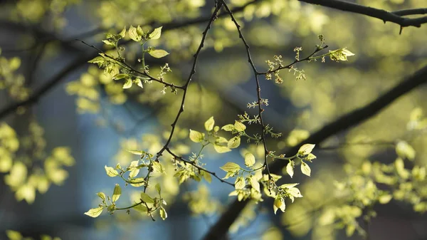 Świeże Liście Pełne Drzew Wiosną — Zdjęcie stockowe