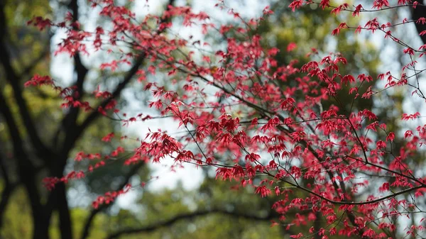 Свіже Нове Листя Повне Кленових Дерев Навесні — стокове фото