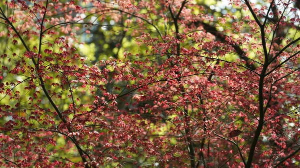 Die Frischen Neuen Blätter Voller Ahornbäume Frühling — Stockfoto