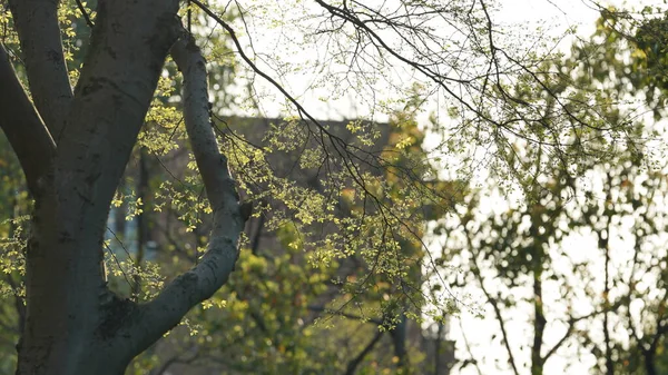 Die Frischen Neuen Blätter Voller Bäume Frühling — Stockfoto