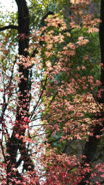Свежие Молодые Листья Полные Карточек Весной — стоковое фото