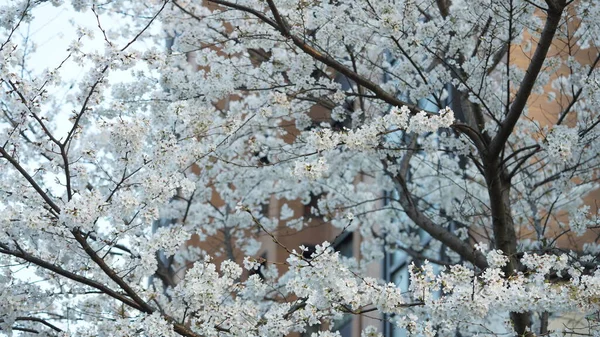 Las Hermosas Flores Que Florecen Jardín Primavera Con Cálida Luz —  Fotos de Stock