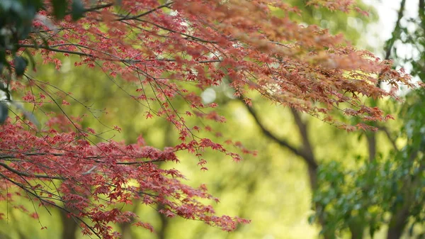 Folhas Novas Frescas Cheias Das Árvores Bordo Primavera — Fotografia de Stock