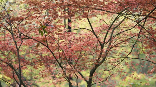 Lkbaharda Akçaağaçlarla Dolu Taze Yapraklar — Stok fotoğraf