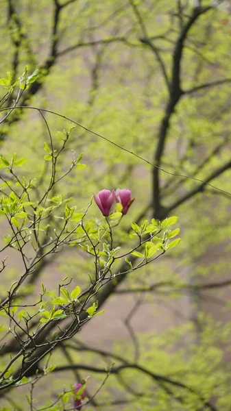 Bellissimi Fiori Che Fioriscono Giardino Primavera Con Calda Luce Del — Foto Stock