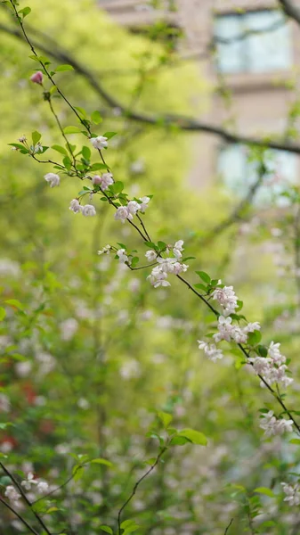 Baharda bahçede açan güzel çiçekler ılık güneş ışığıyla